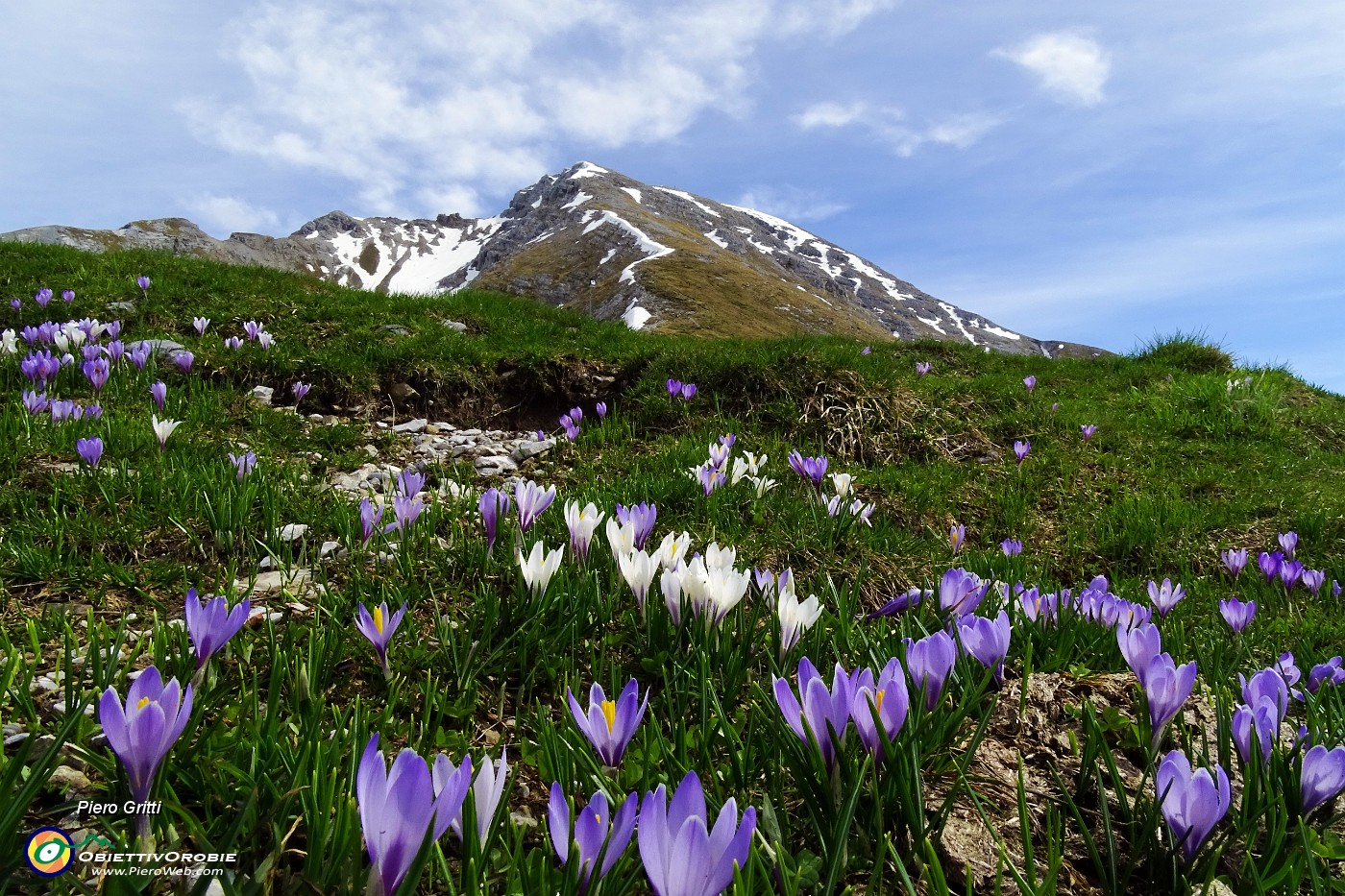 24 Crocus primaverili (Crocus albiflorus) con vista in Arera.JPG -                                